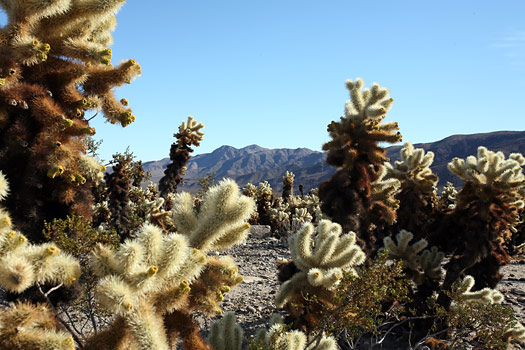 Joshua Tree National Park 
Cholla Cactus Garden