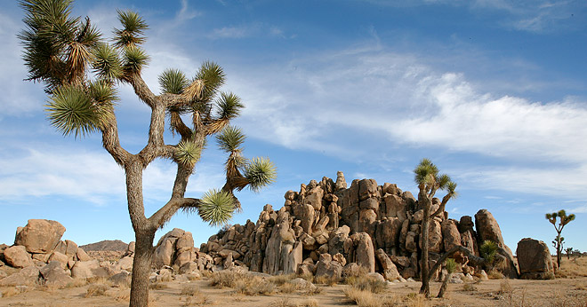 Joshua Tree National Park