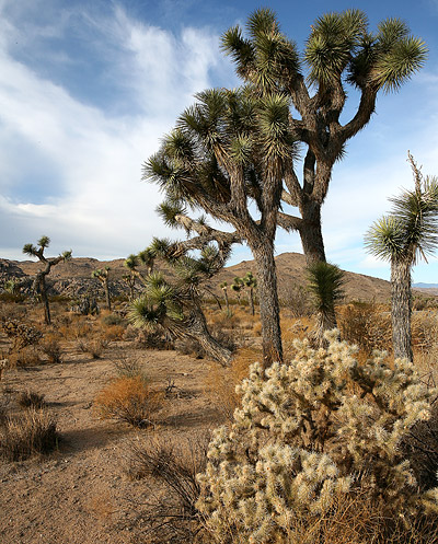 Joshua Tree National Park