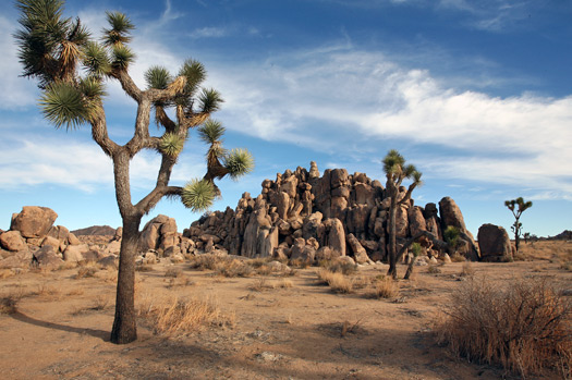 Joshua Tree National Park 
Joshua Tree