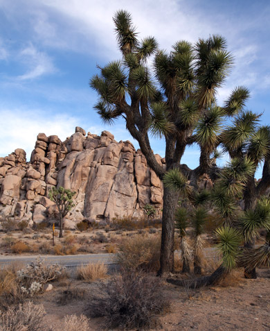 Joshua Tree National Park 
Joshua Tree