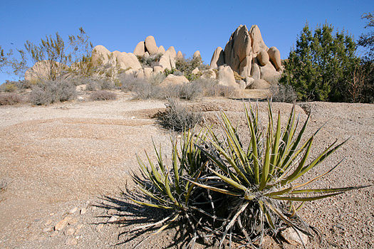 Joshua Tree National Park 
Jumbo Rocks