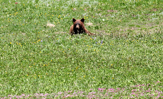 Mount Rainier National Park 
Bear at meadow along Shadow Lake Trail