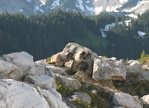 Mount Rainier National Park 
Marmots at Golden Gate Trail