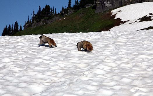 Mount Rainier National Park 
Marmots at Golden Gate Trail