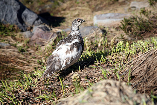 Mount Rainier National Park 
Ptarmigan at Skyline Trail