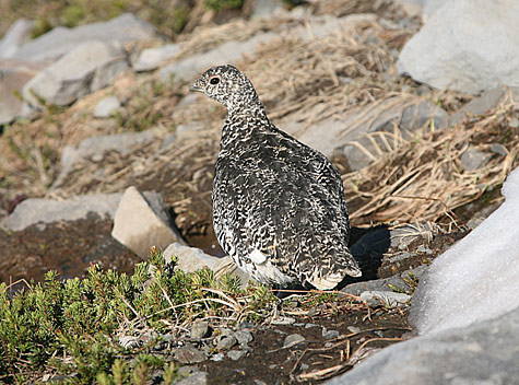 Mount Rainier National Park 
Ptarmigan at Skyline Trail