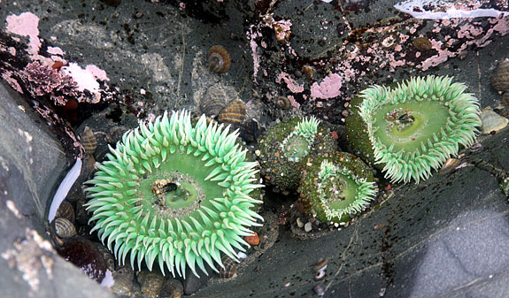 Olympic National Park 
Rialto Beach, Tide Pool