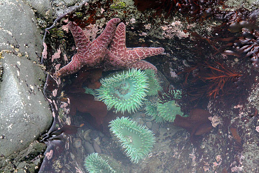 Olympic National Park 
Rialto Beach, Tide Pool