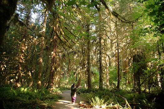 Olympic National Park 
Hoh Rain Forest