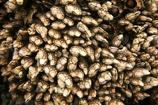 Olympic National Park 
Second Beach, Gooseneck Barnacles