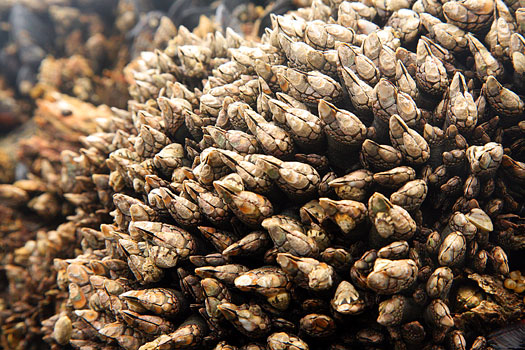 Olympic National Park 
Second Beach, Gooseneck Barnacles