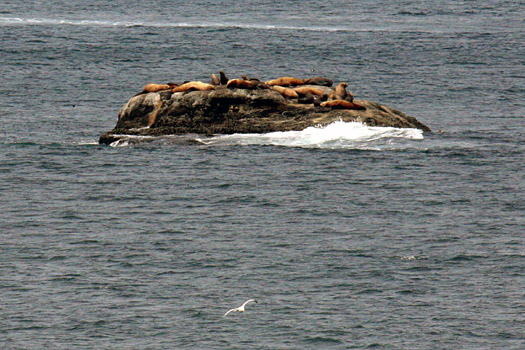 Olympic National Park 
Cape Flattery, Seals