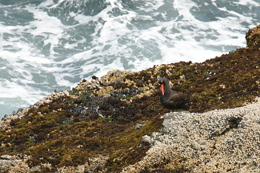 Olympic National Park 
Cape Flattery, Oyster Catcher