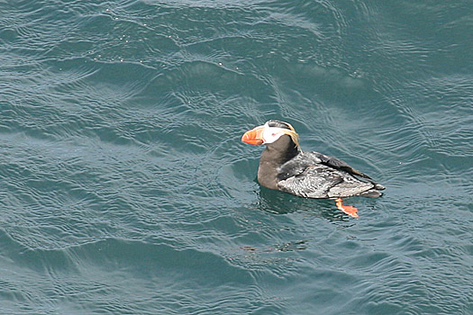 Olympic National Park 
Cape Flattery, Puffin