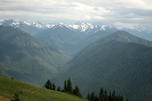 Olympic National Park 
Hurricane Ridge