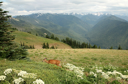 Olympic National Park 
Hurricane Ridge