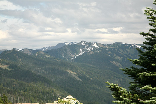 Olympic National Park 
Hurricane Ridge