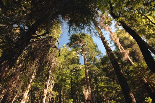 Oregon Caves National Monument