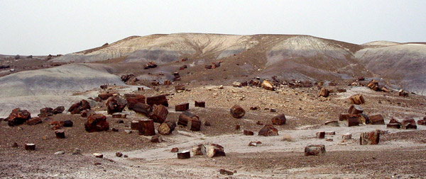 Petrified Forest National Park 
Crystal Forest