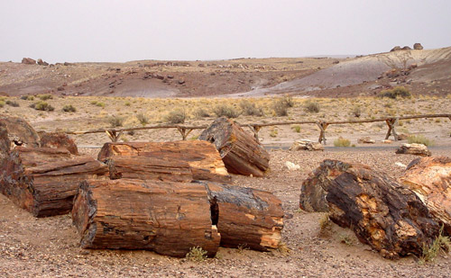 Petrified Forest National Park 
Crystal Forest