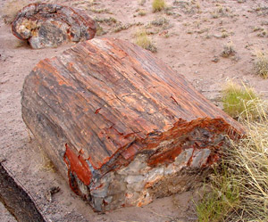 Petrified Forest National Park 
Petrified Wood