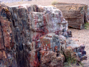 Petrified Forest National Park 
Petrified Wood