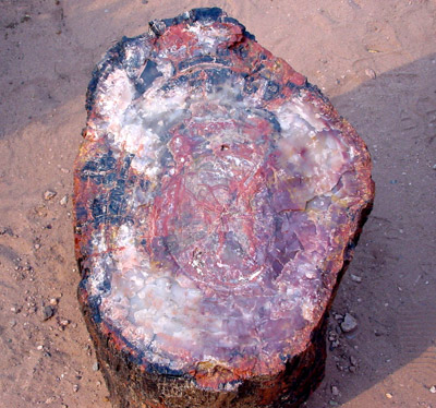 Petrified Forest National Park 
Petrified Wood