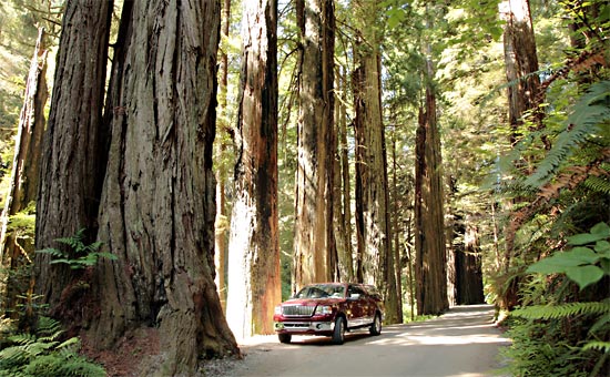 Redwood National Park 
Jedediah Smith Redwoods State Park