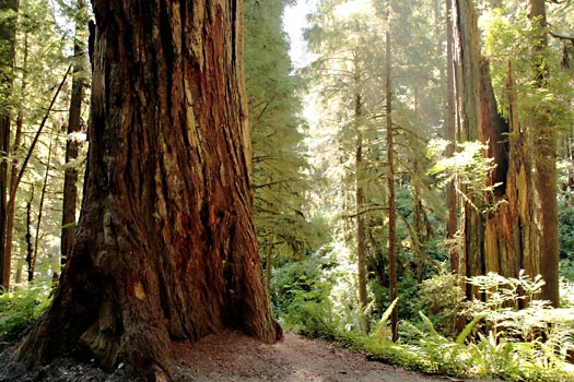 Redwood National Park 
Jedediah Smith Redwoods State Park