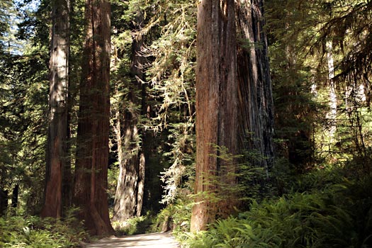 Redwood National Park 
Jedediah Smith Redwoods State Park