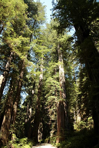 Redwood National Park 
Jedediah Smith Redwoods State Park
