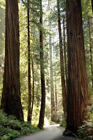 Redwood National Park 
Jedediah Smith Redwoods State Park