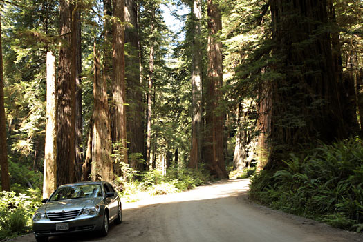 Redwood National Park 
Jedediah Smith Redwoods State Park