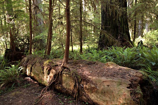 Redwood National Park 
Jedediah Smith Redwoods State Park