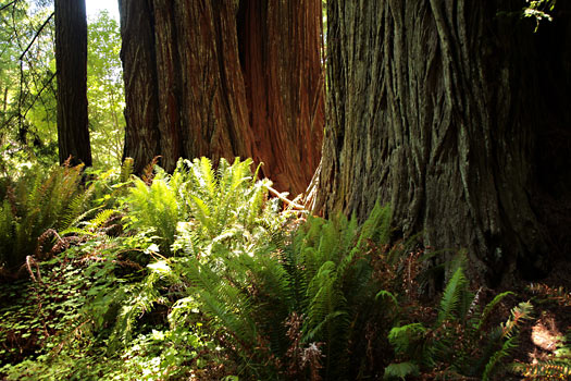 Redwood National Park 
Big Tree