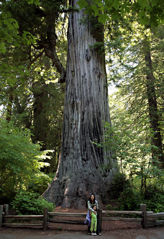 Redwood National Park 
Big Tree