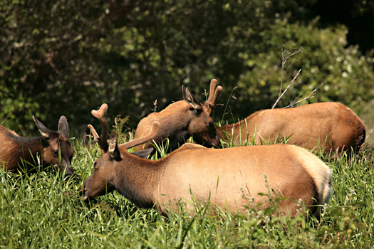 Redwood National Park 
Roosevelt Elks at Elk Meadow
