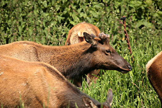 Redwood National Park 
Roosevelt Elks at Elk Meadow