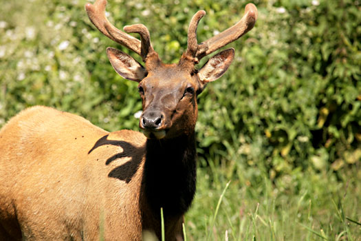 Redwood National Park 
Roosevelt Elks at Elk Meadow