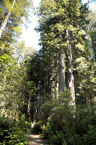 Redwood National Park 
Lady Bird Johnson Grove