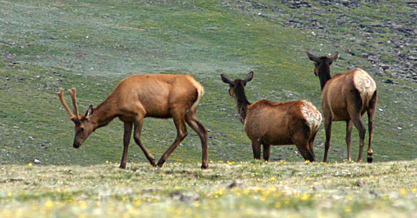 Rocky Mountain National Park