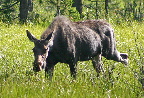 Rocky Mountain National Park