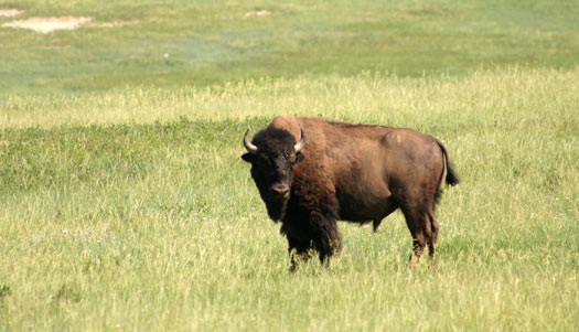 Bison