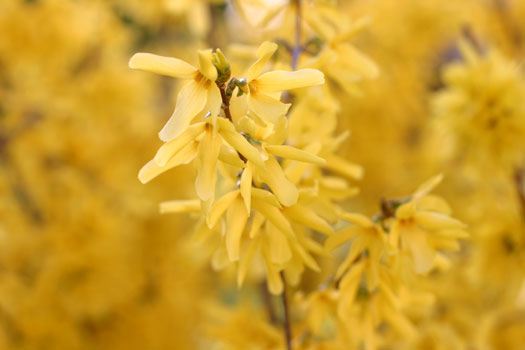 Spring Flowers