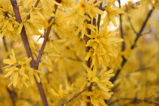 Spring Flowers