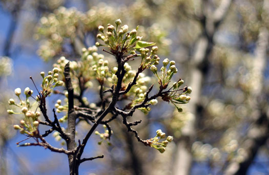 Spring Flowers