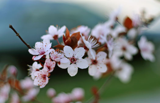 Spring Flowers
