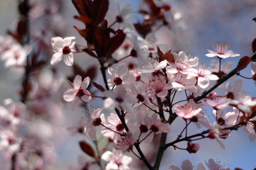 Spring Flowers