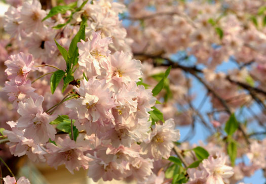 Spring Flowers